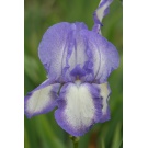 Iris 'Blue Shimmer'